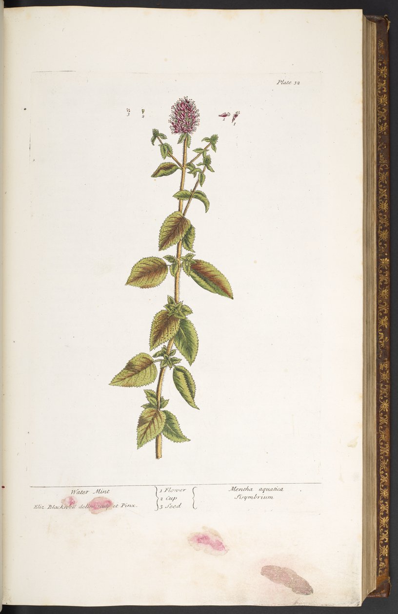 Plate 32, Water Mint, from 
