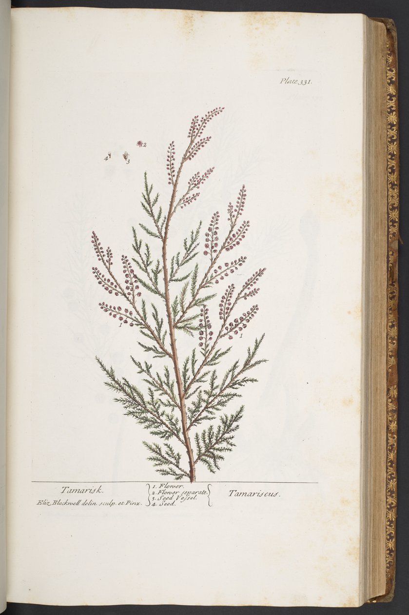 Plate 331, from 