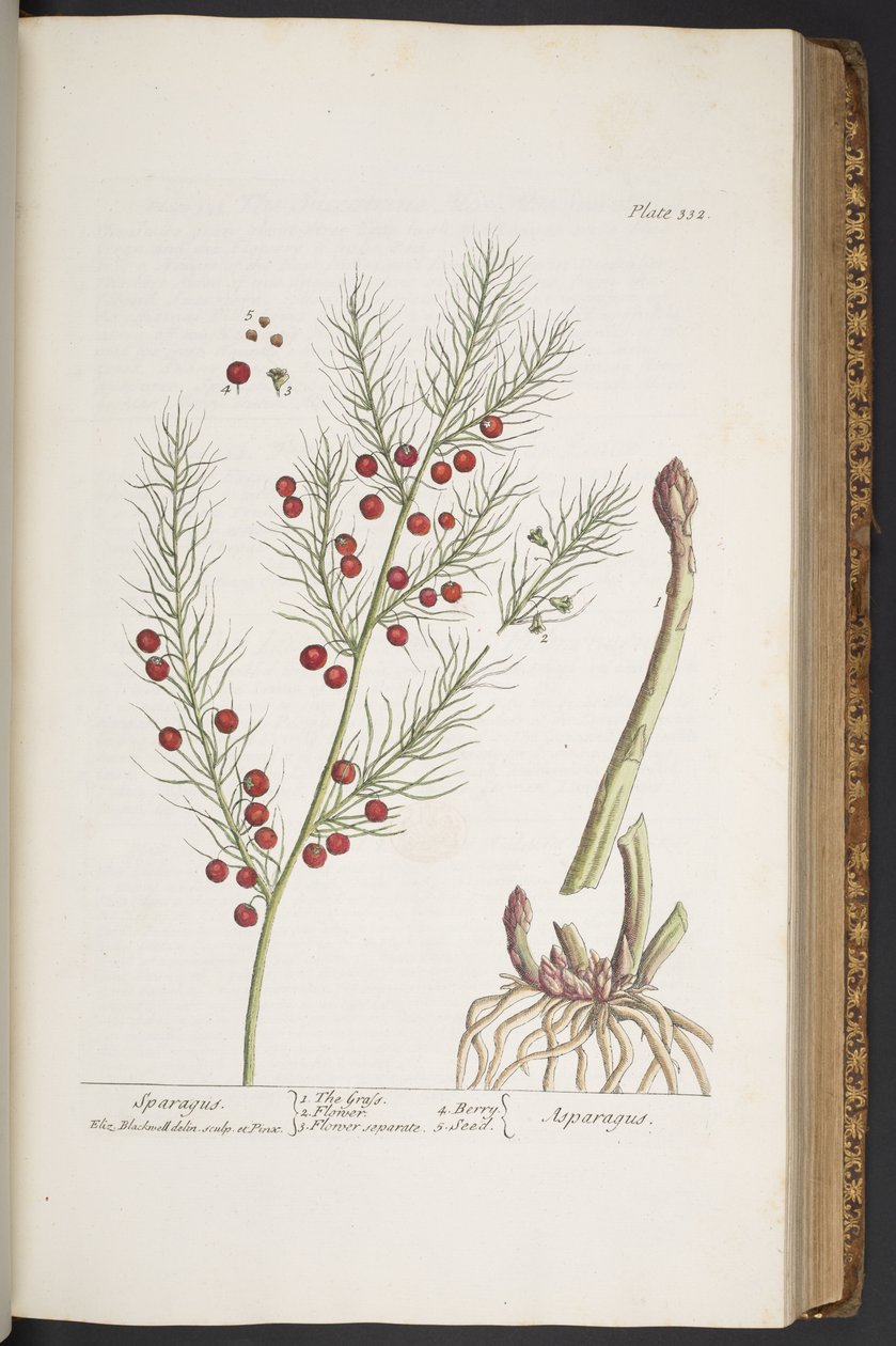 Plate 332, Sparagus, from 