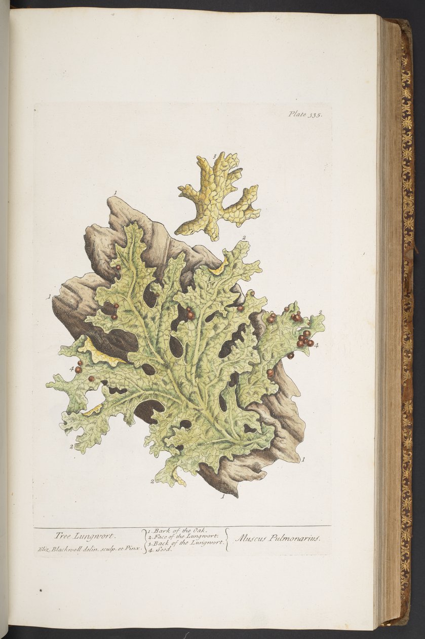Plate 335, from 