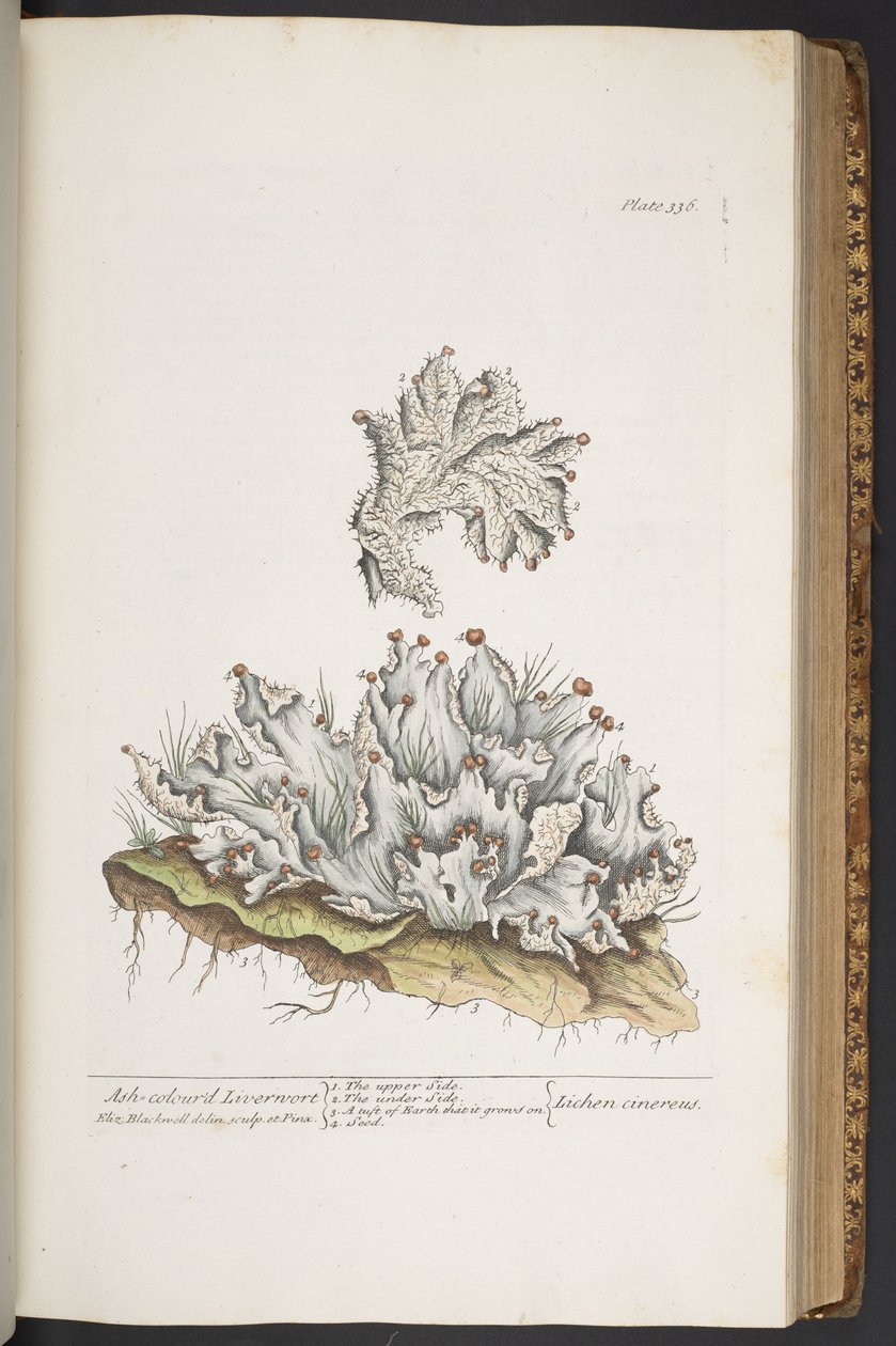 Plate 336, Ash Coloured Liverwort, from 