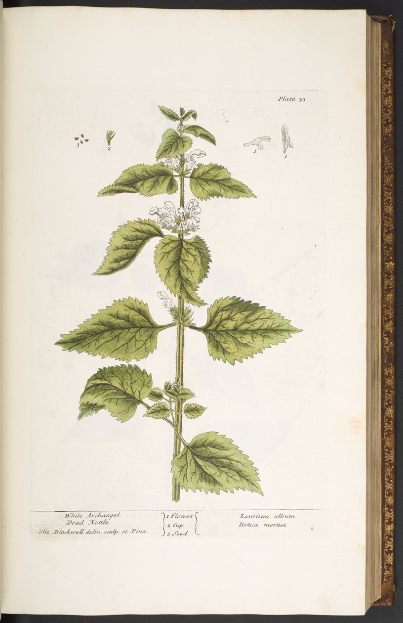 Plate 33, White Archangel Dead Nettle, from 