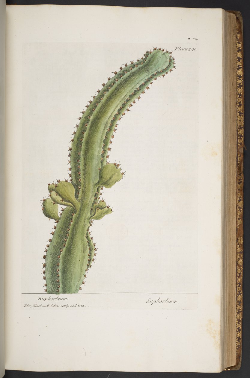 Plate 340, from 