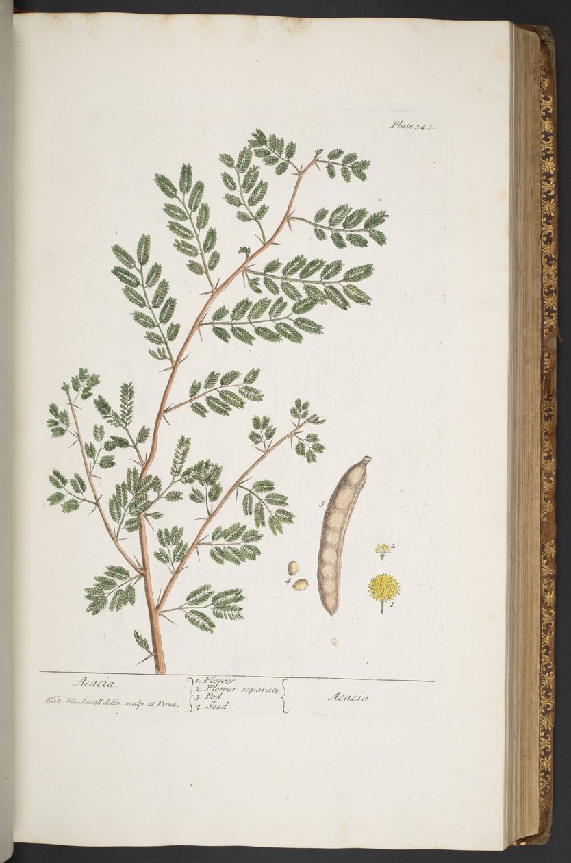 Plate 345, from 