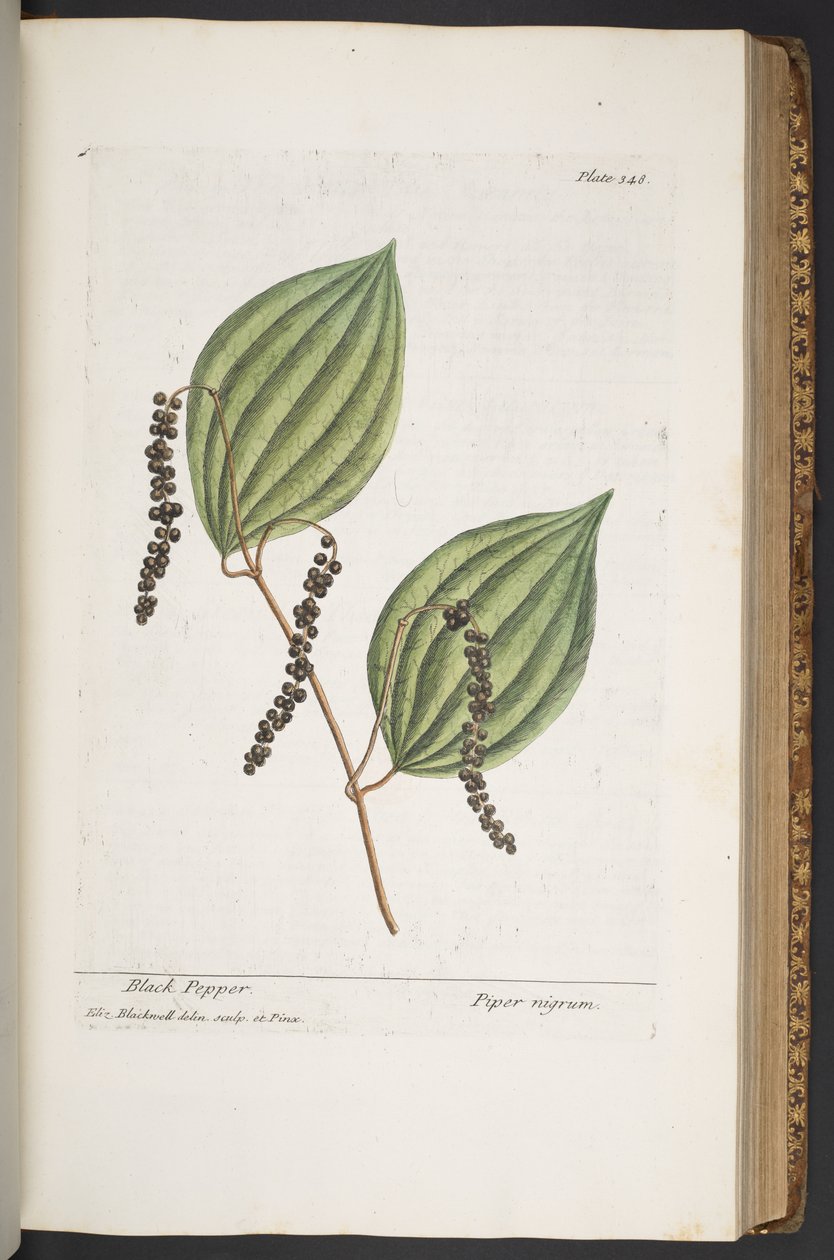 Plate 348, from 