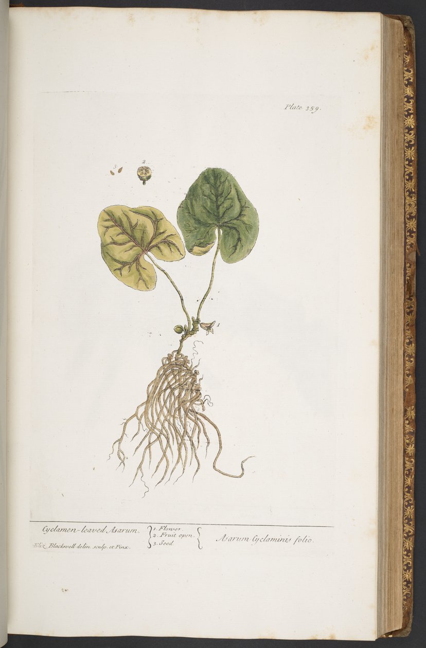 Plate 359, from 