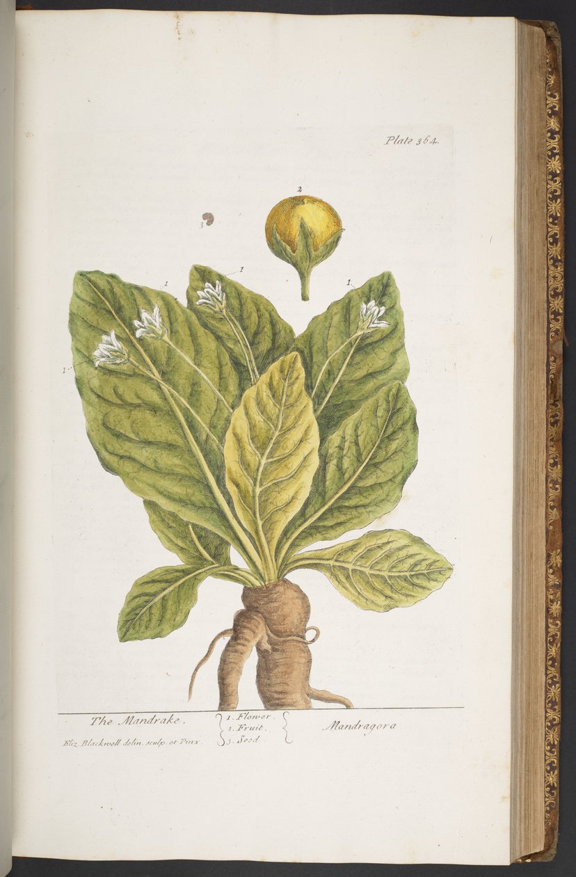 Plate 364, from 