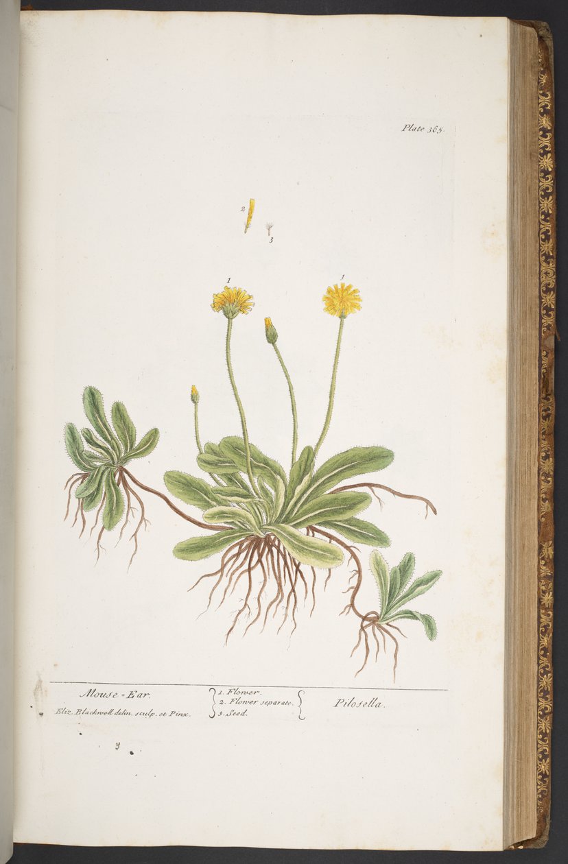 Plate 365, from 