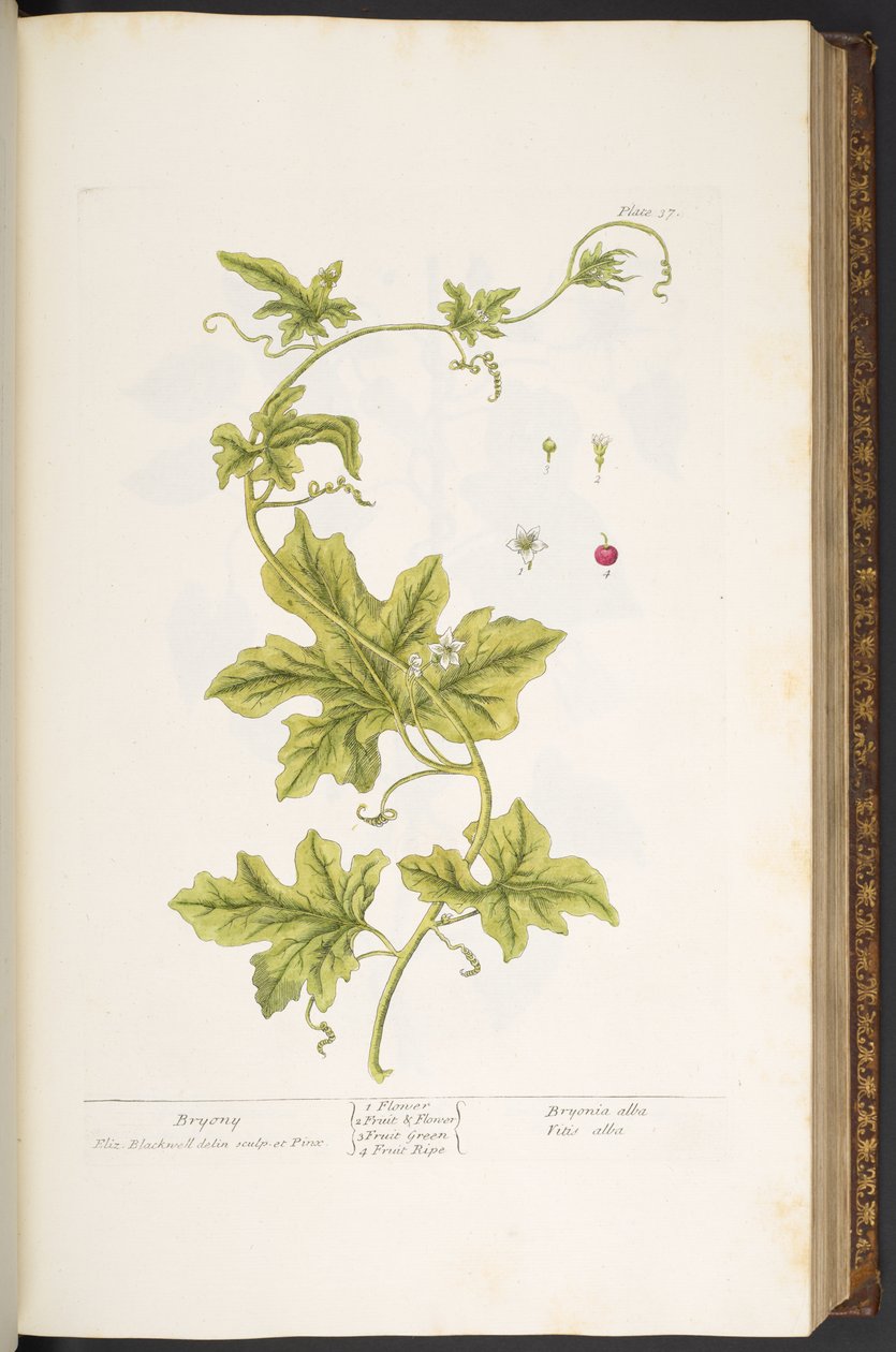 Plate 37, Bryony, from 