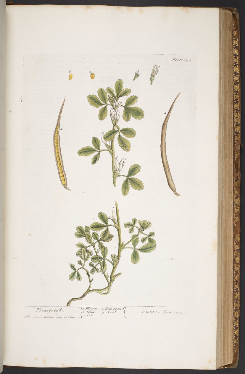 Plate 384, from 