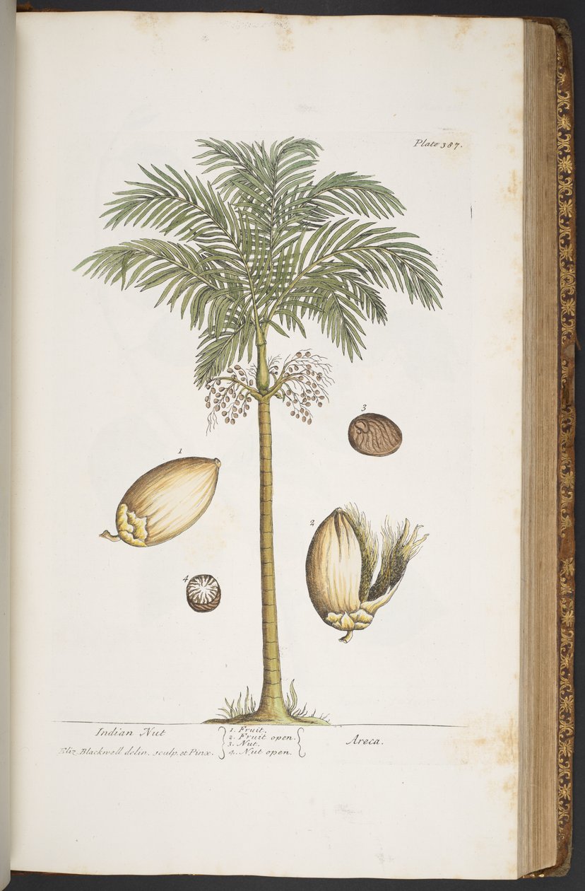 Plate 387, from 