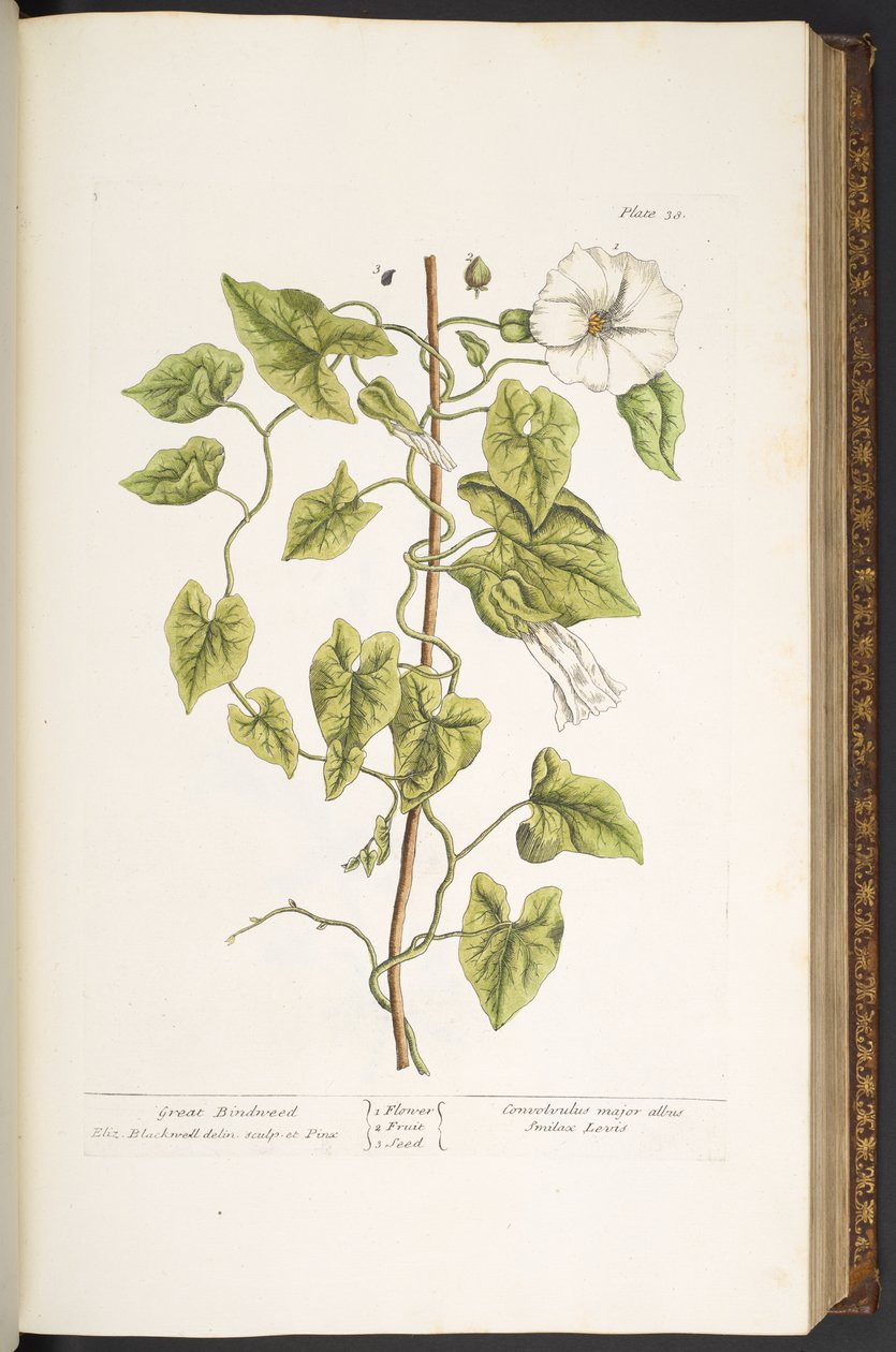 Plate 38, Great Bindweed, from 
