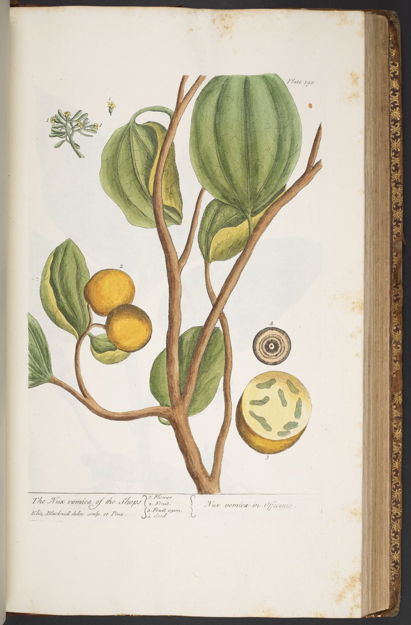 Plate 395, from 