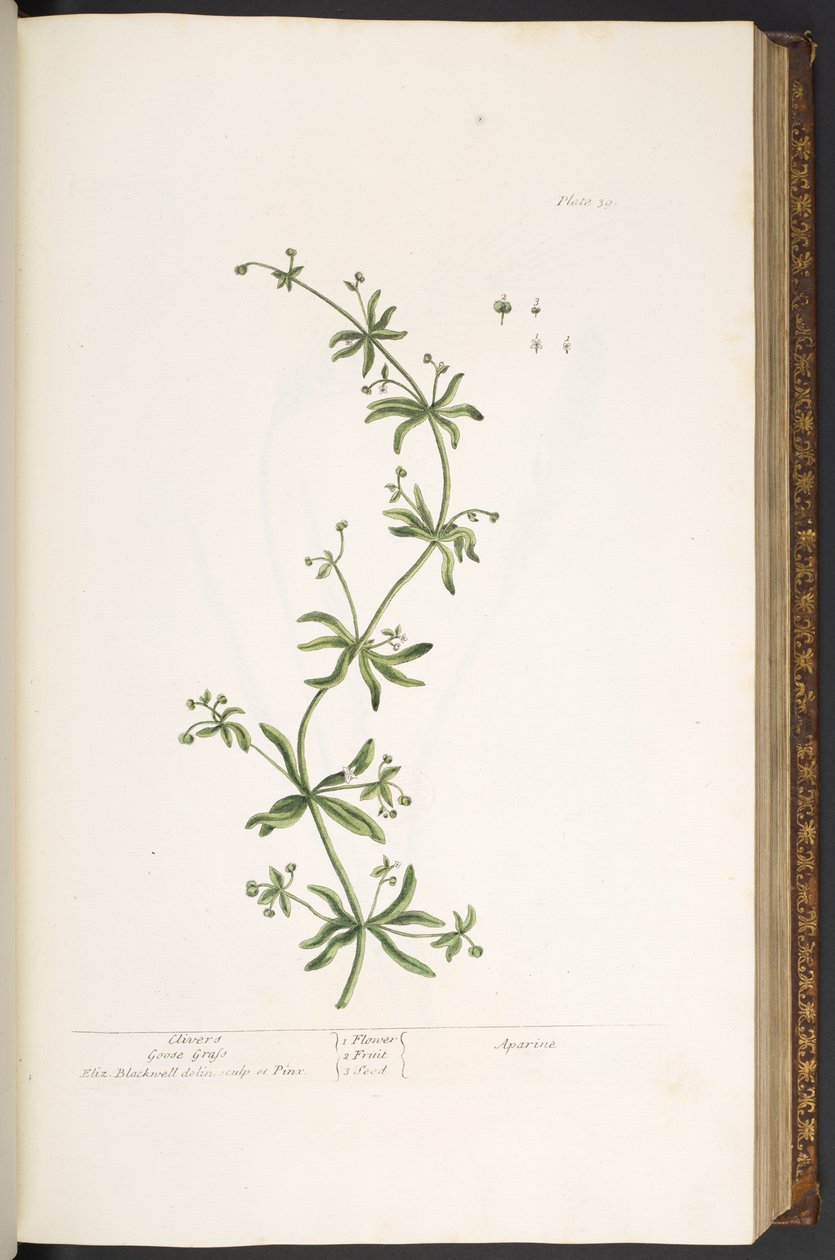 Plate 39, Clivers, Goose Grass, from 