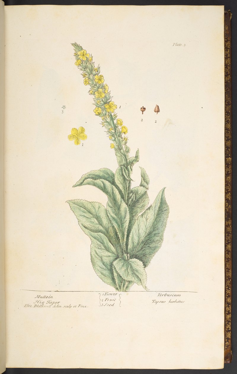 Plate 3, Mullein, from 