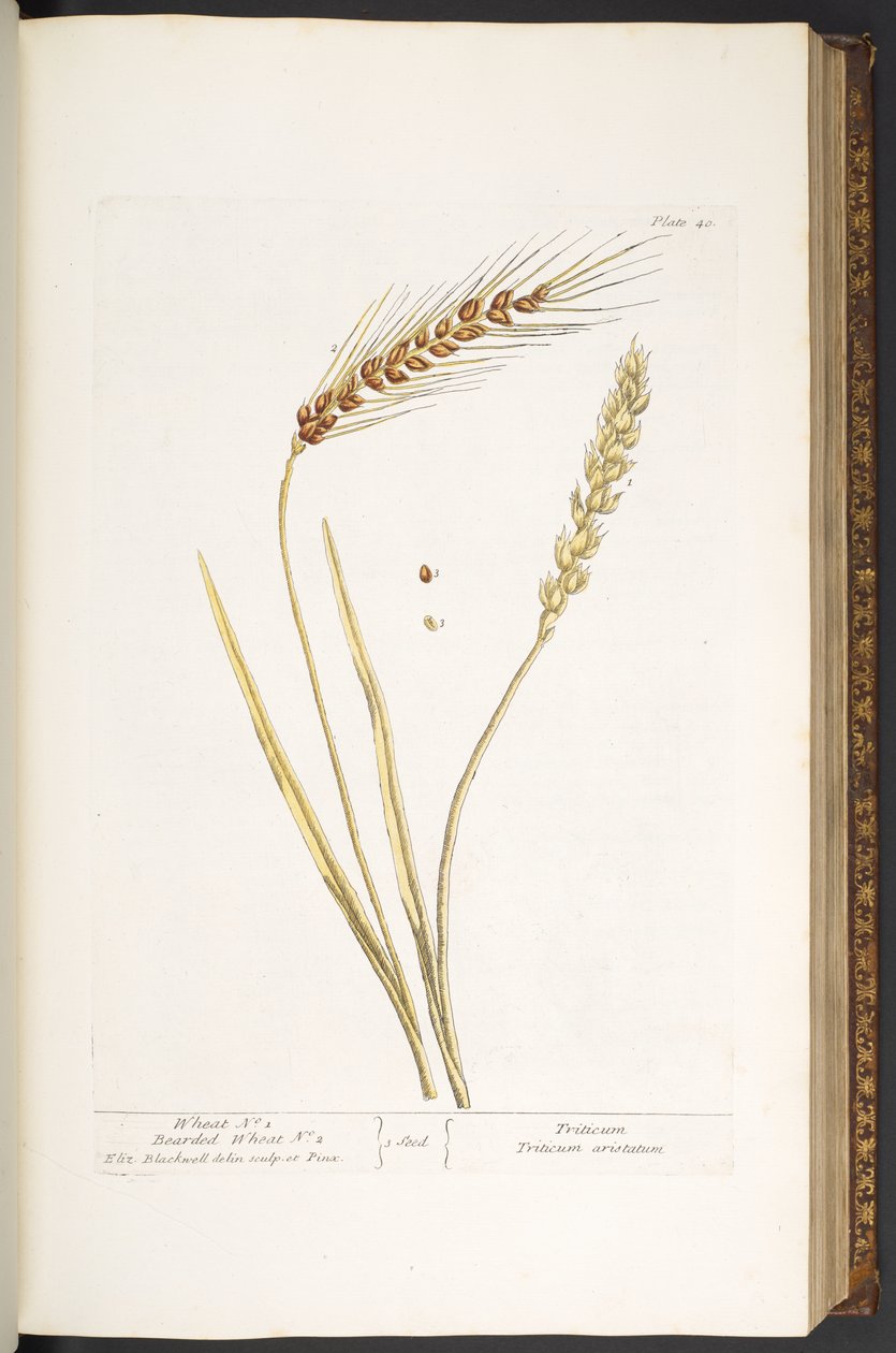 Plate 40, Wheat, and Bearded Wheat, from 