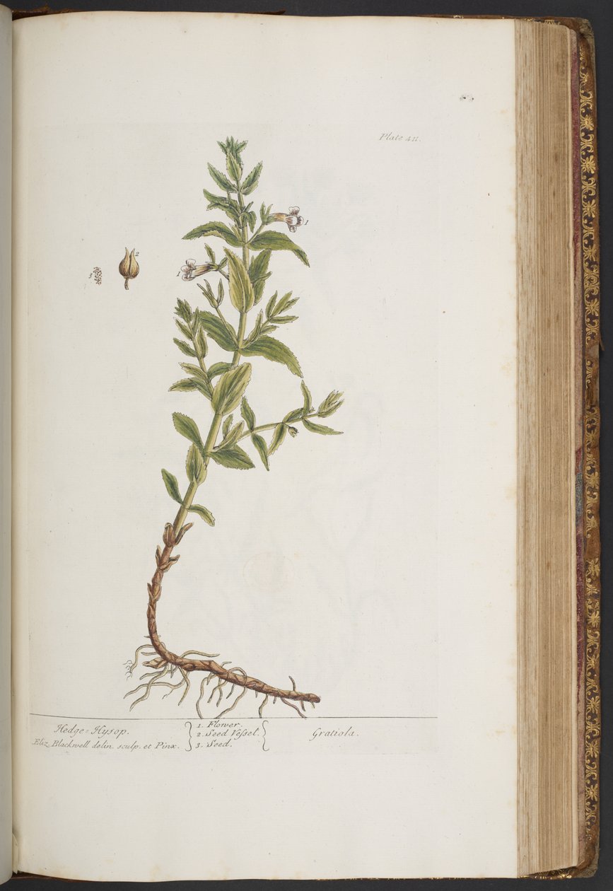Plate 411, from A Curious Herbal by Elizabeth Blackwell