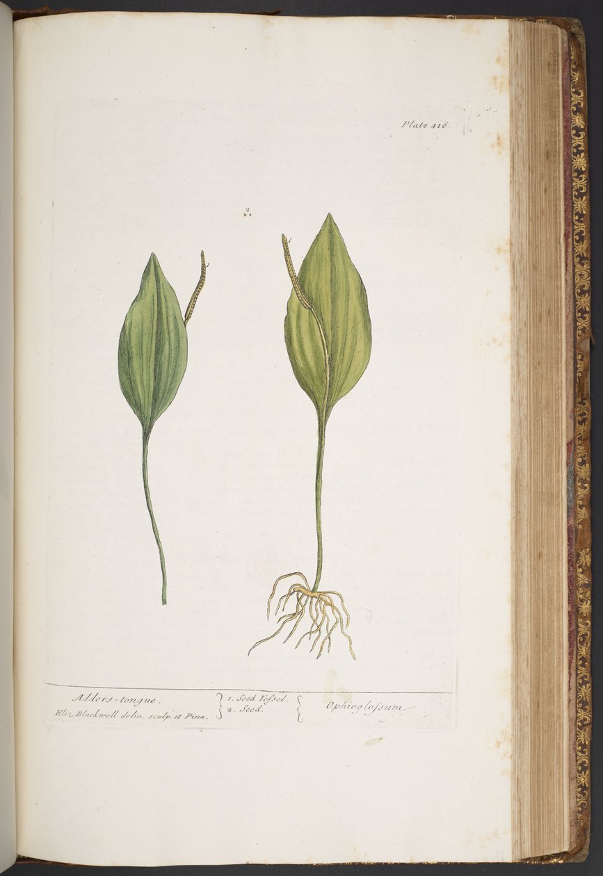 Plate 416, from 