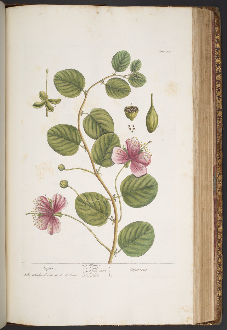 Plate 417, from 