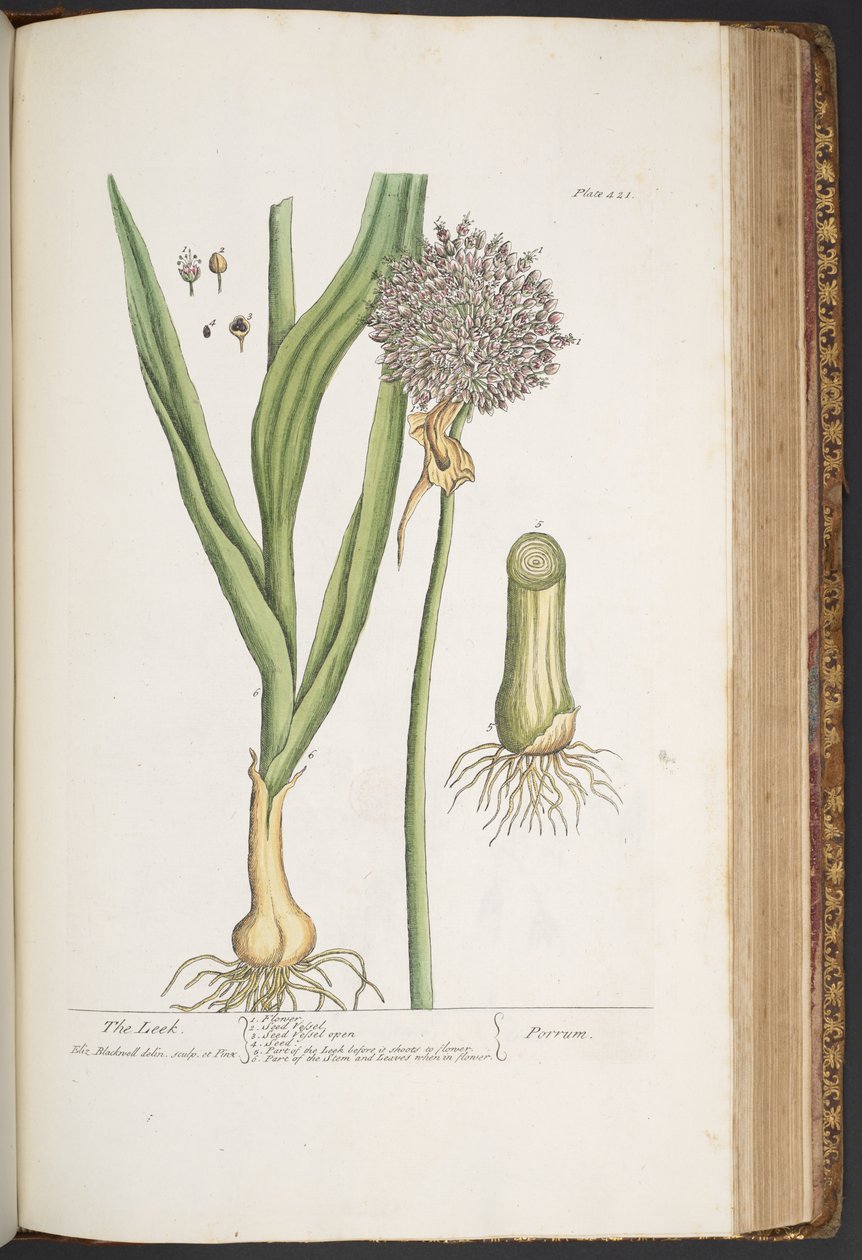 Plate 421, from 