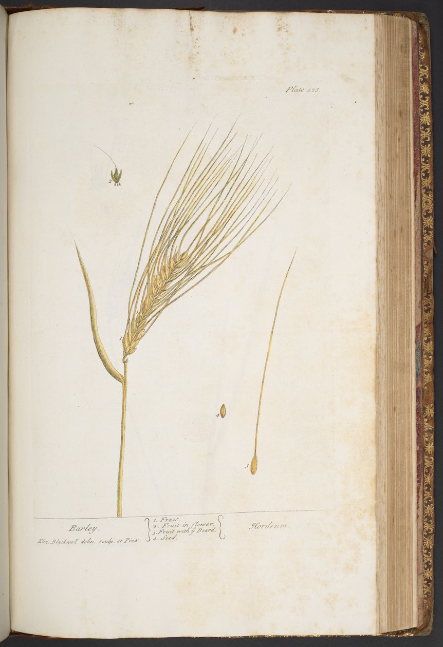 Plate 423, from 