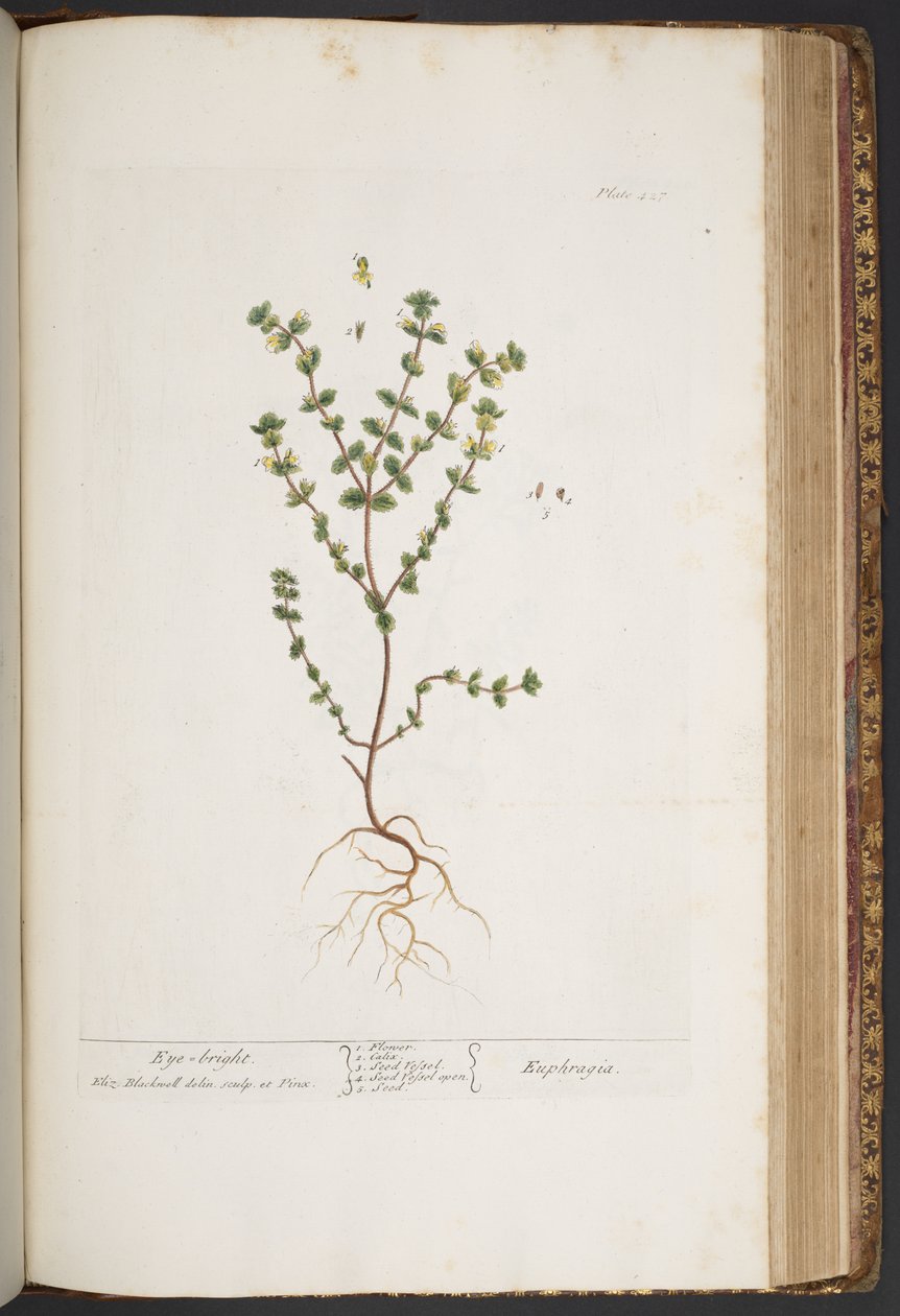 Plate 427, from A Curious Herbal by Elizabeth Blackwell