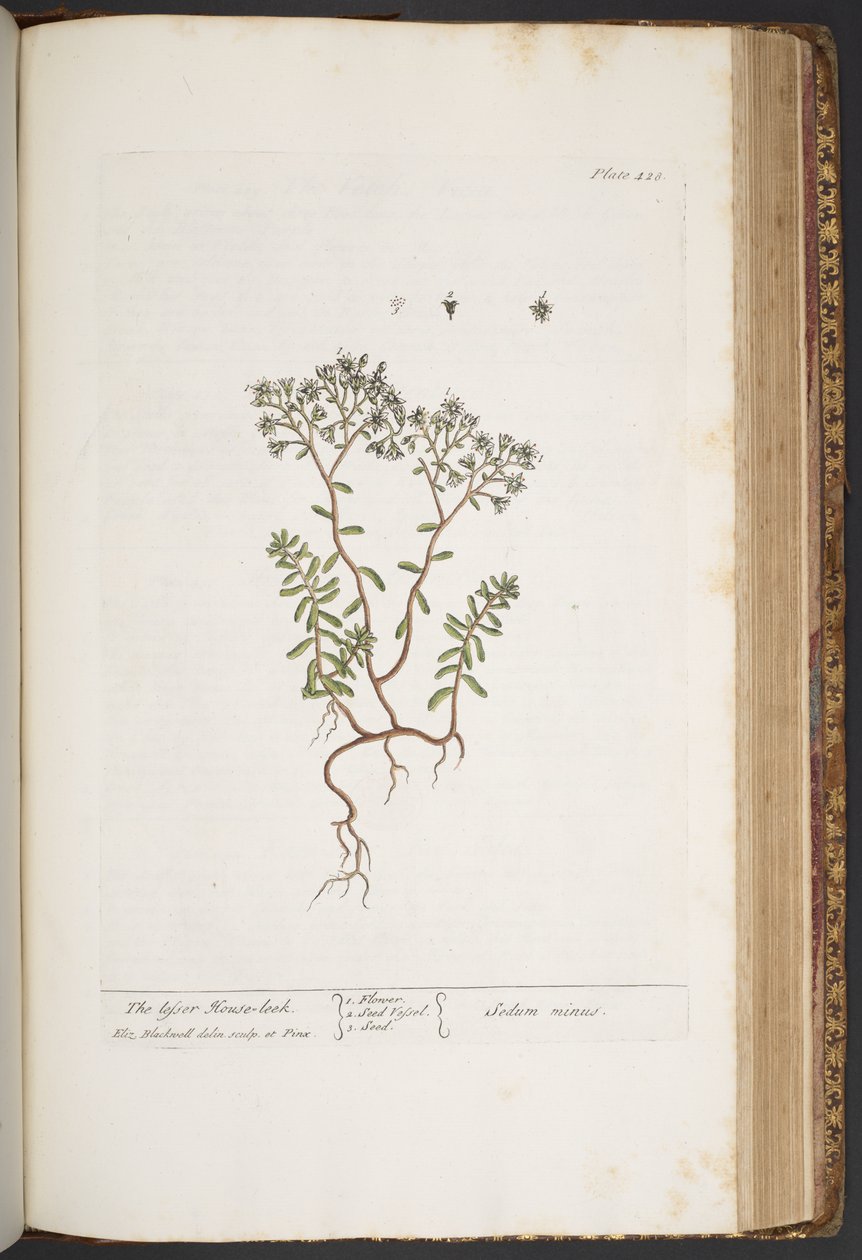 Plate 428, from 