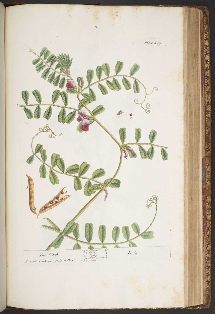 Plate 429, from 