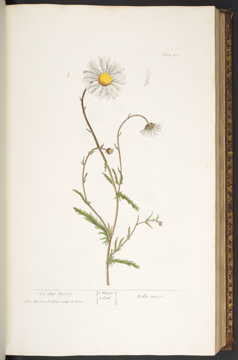 Plate 42, Ox-Eye Daisy, from 