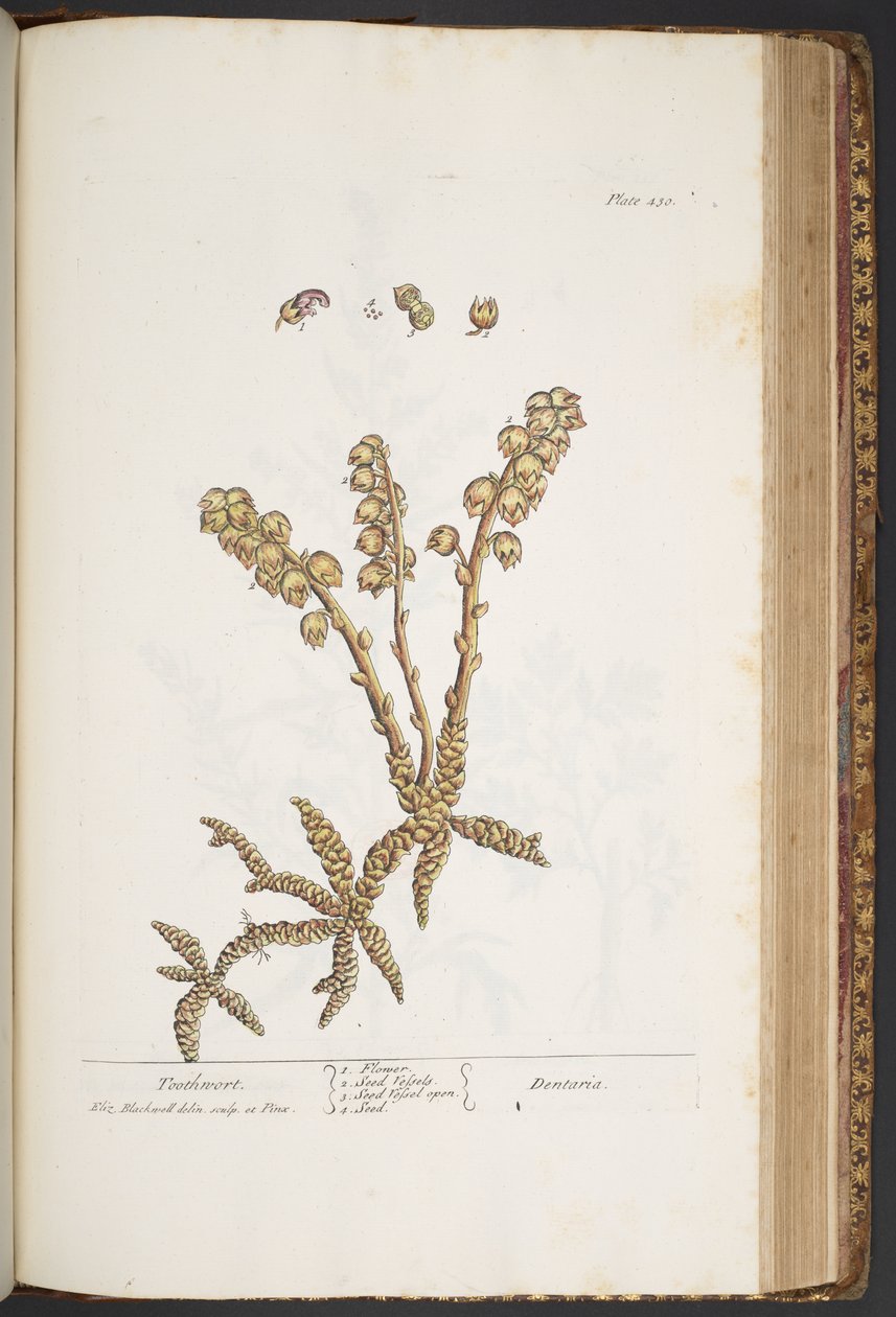 Plate 430, Toothwort, from A Curious Herbal by Elizabeth Blackwell