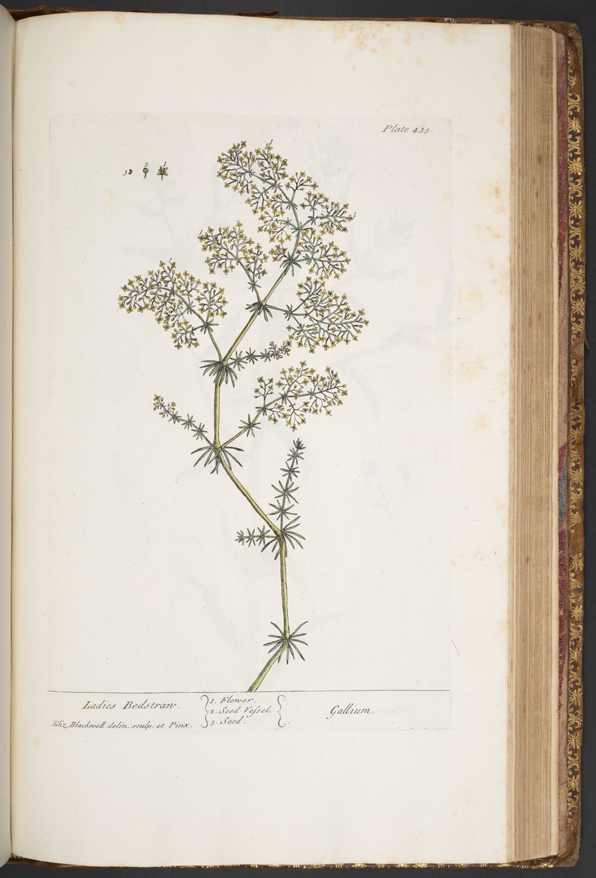 Plate 435, Ladies Bedstraw, from 