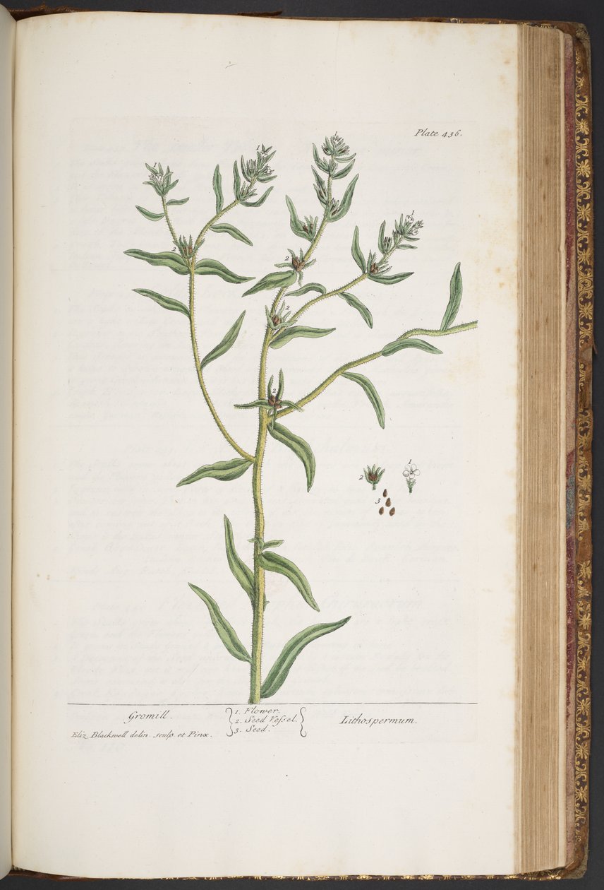 Plate 436, from A Curious Herbal by Elizabeth Blackwell