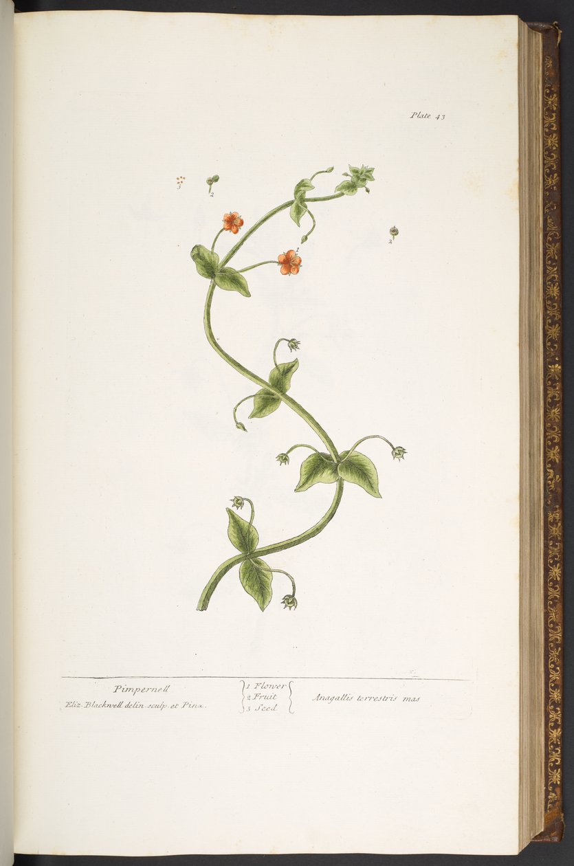 Plate 43, Pimpernell, from 