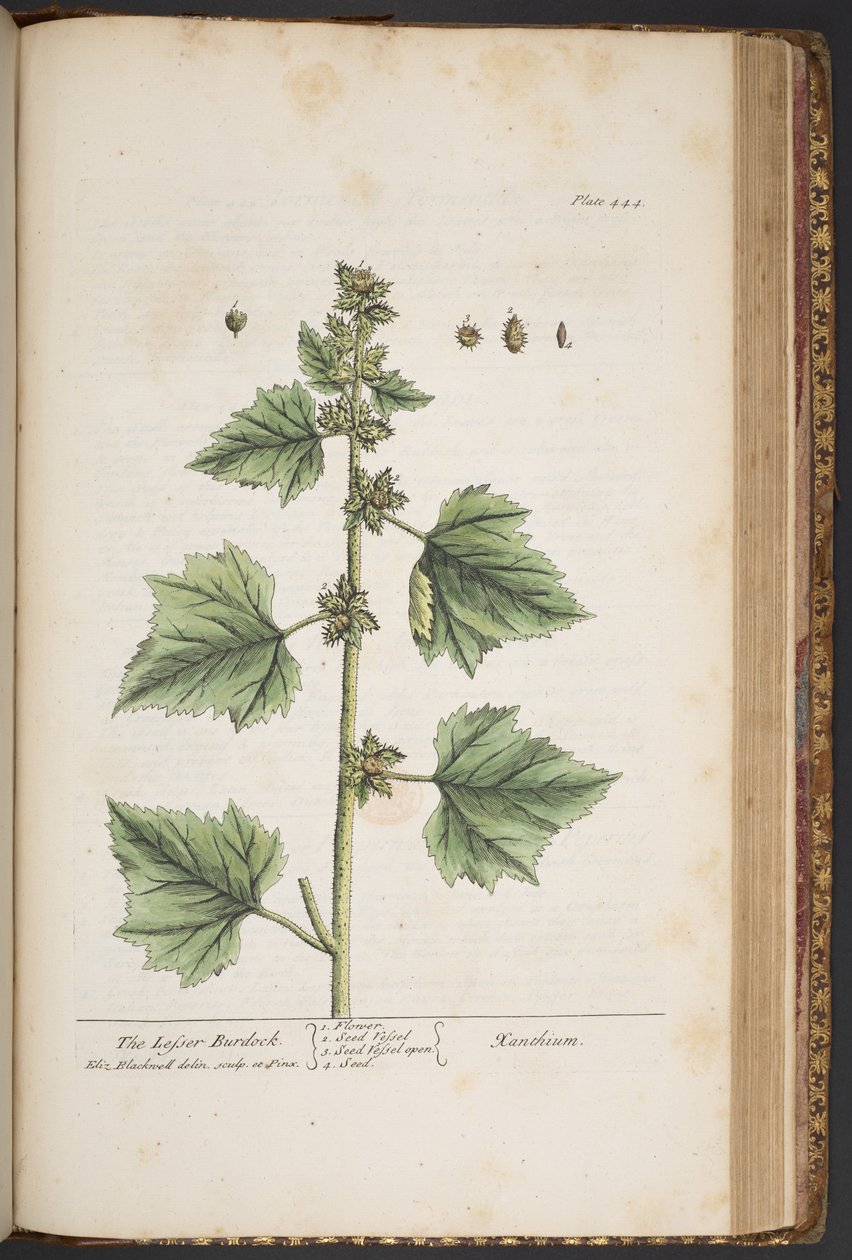 Plate 444, from 