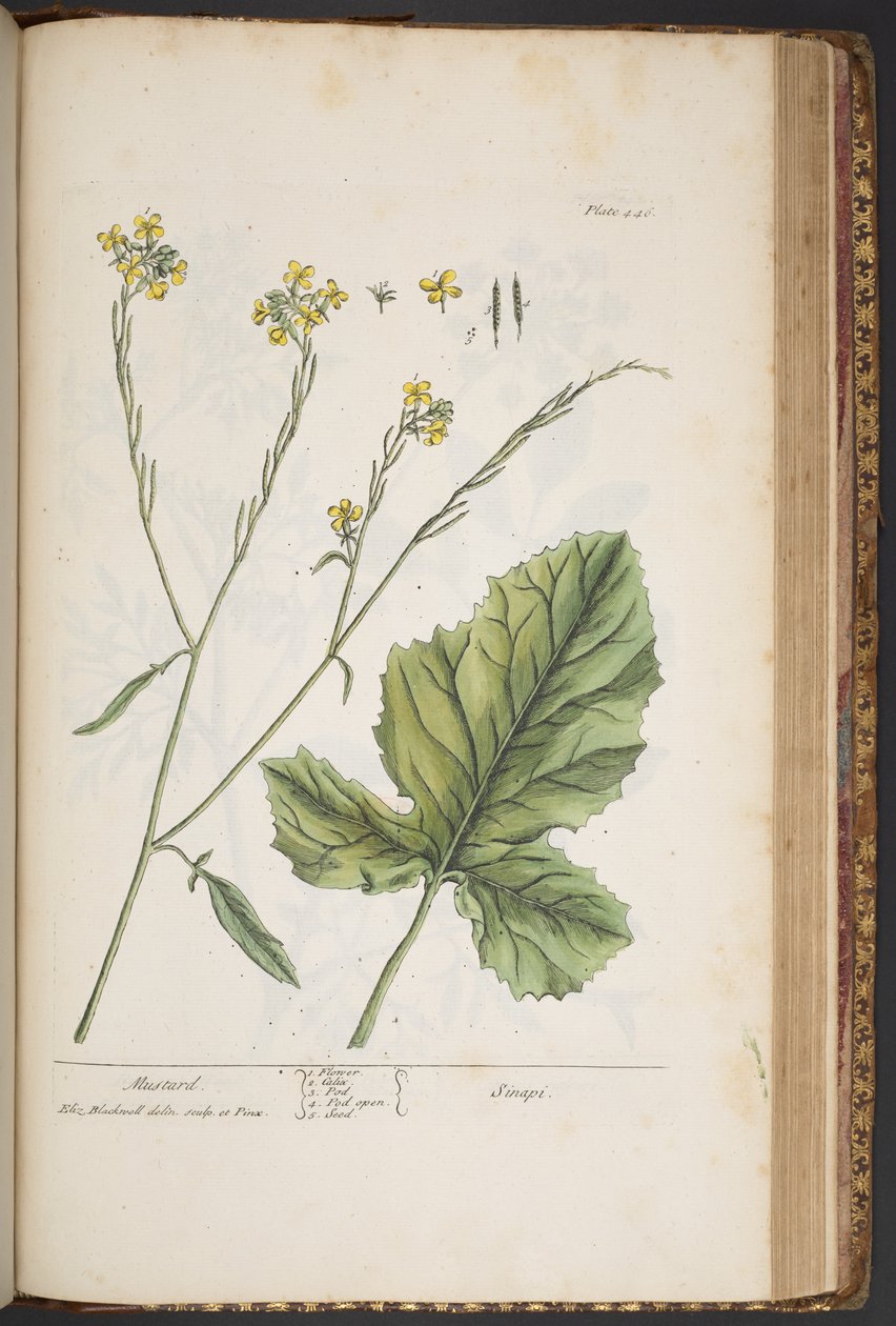 Plate 446, from 