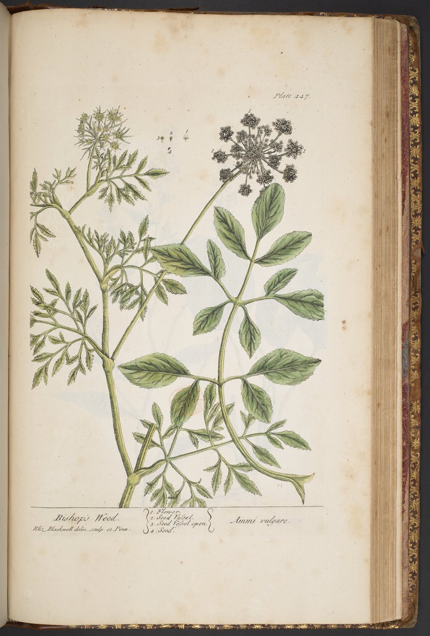 Plate 447, Bishop