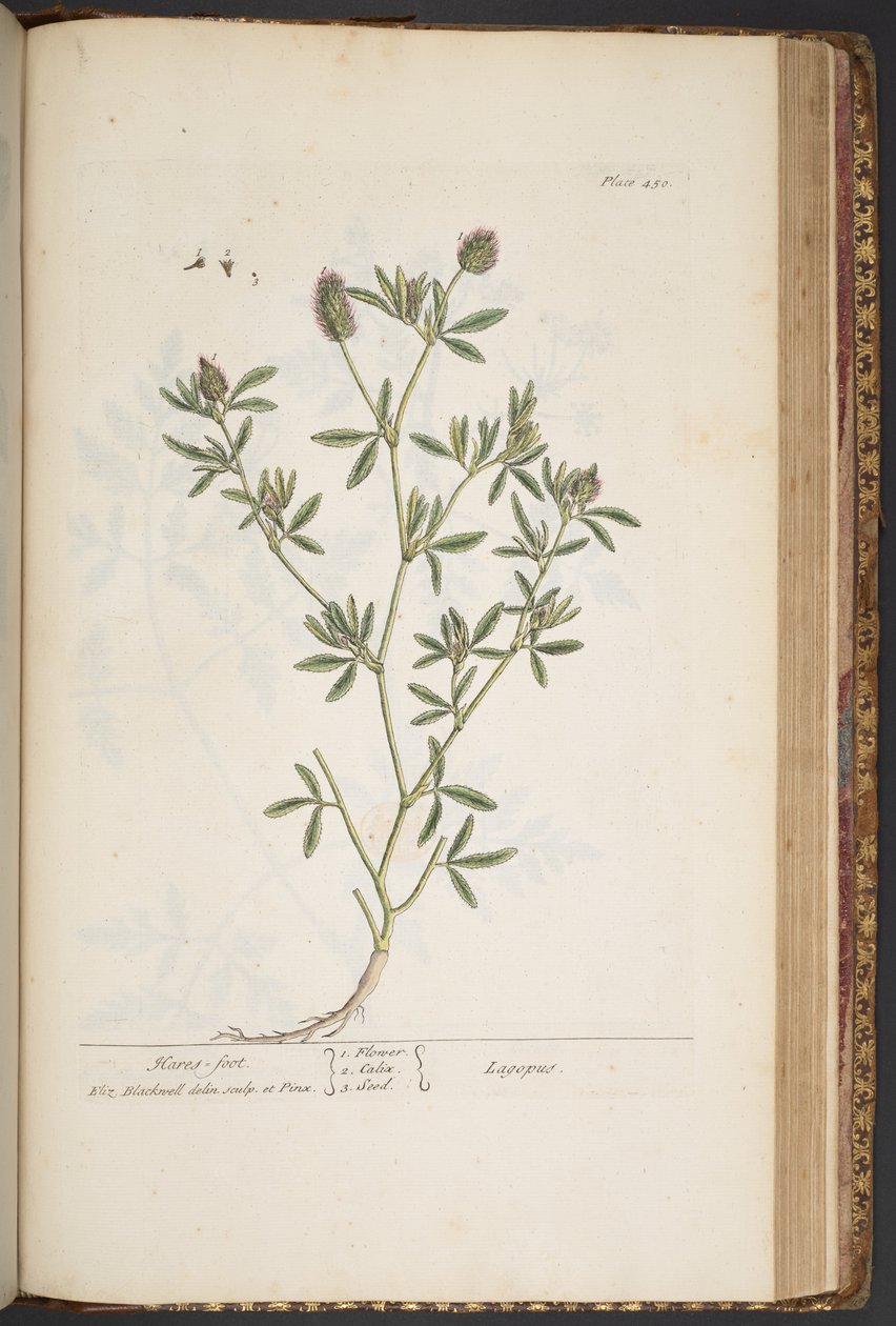 Plate 450, from 