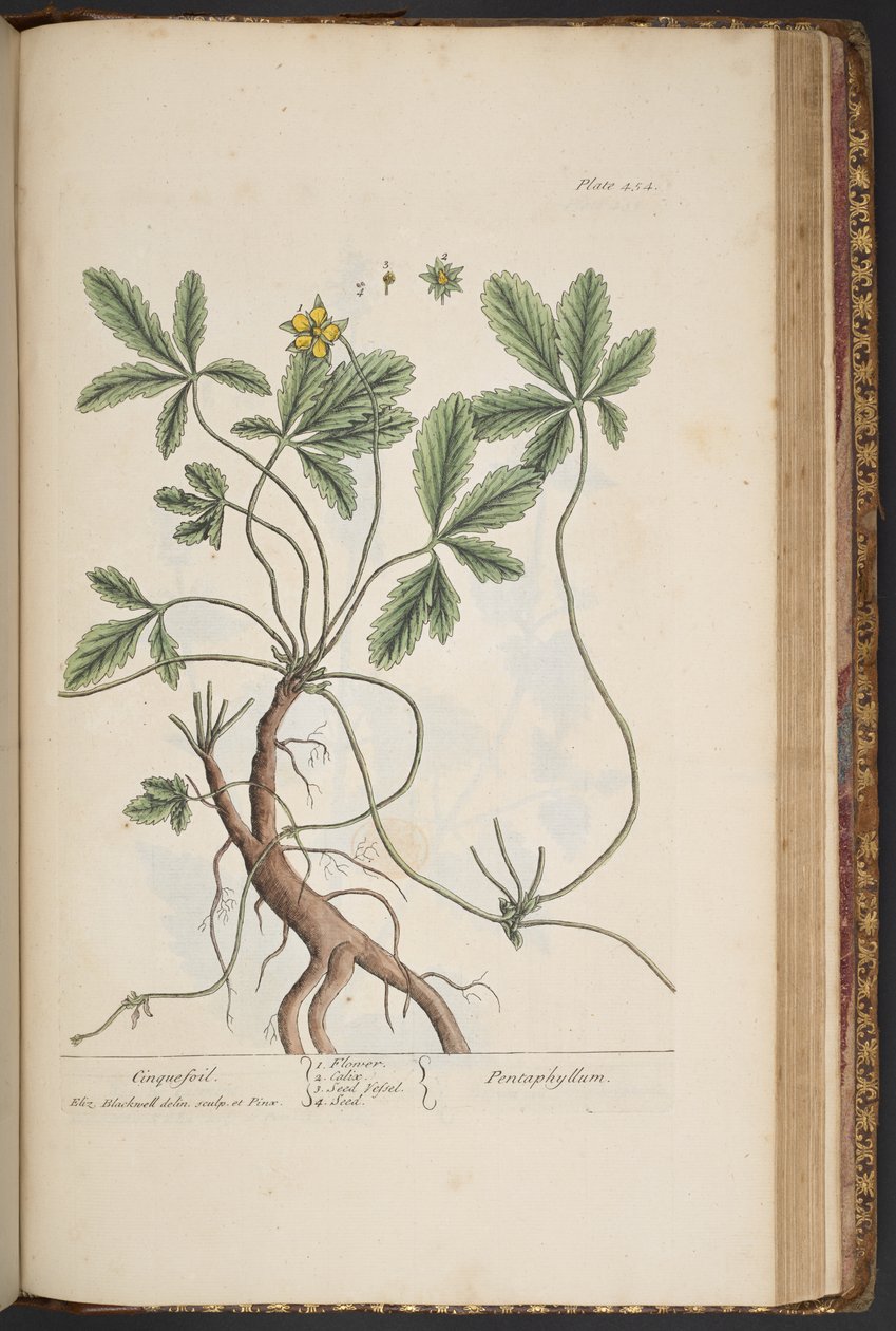 Plate 454, Cinquefoil, from A Curious Herbal by Elizabeth Blackwell