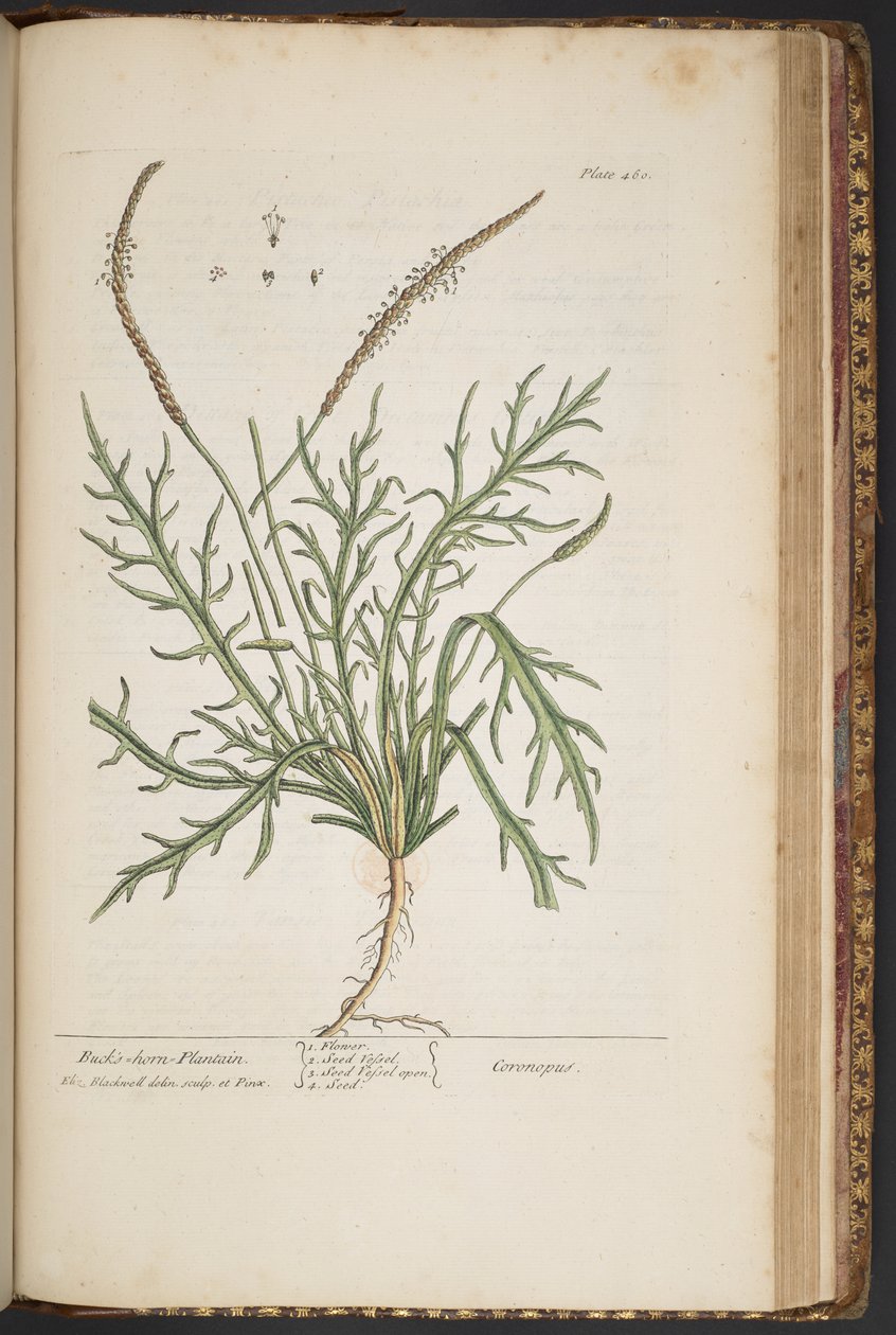 Plate 460, from A Curious Herbal by Elizabeth Blackwell