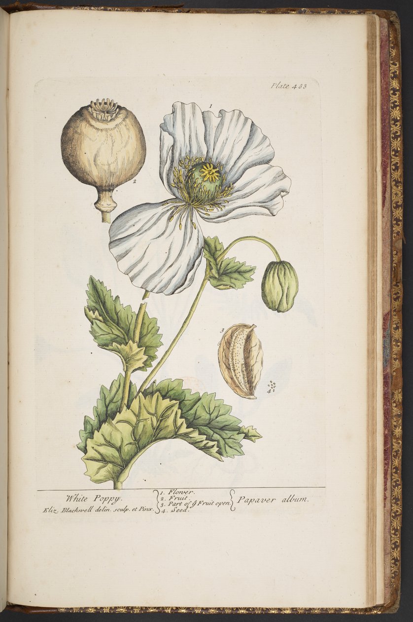 Plate 483, from 