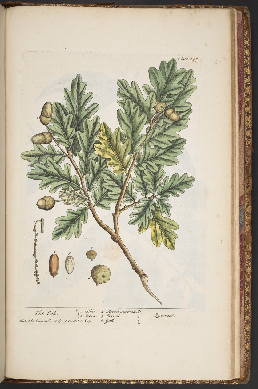 Plate 487, from 