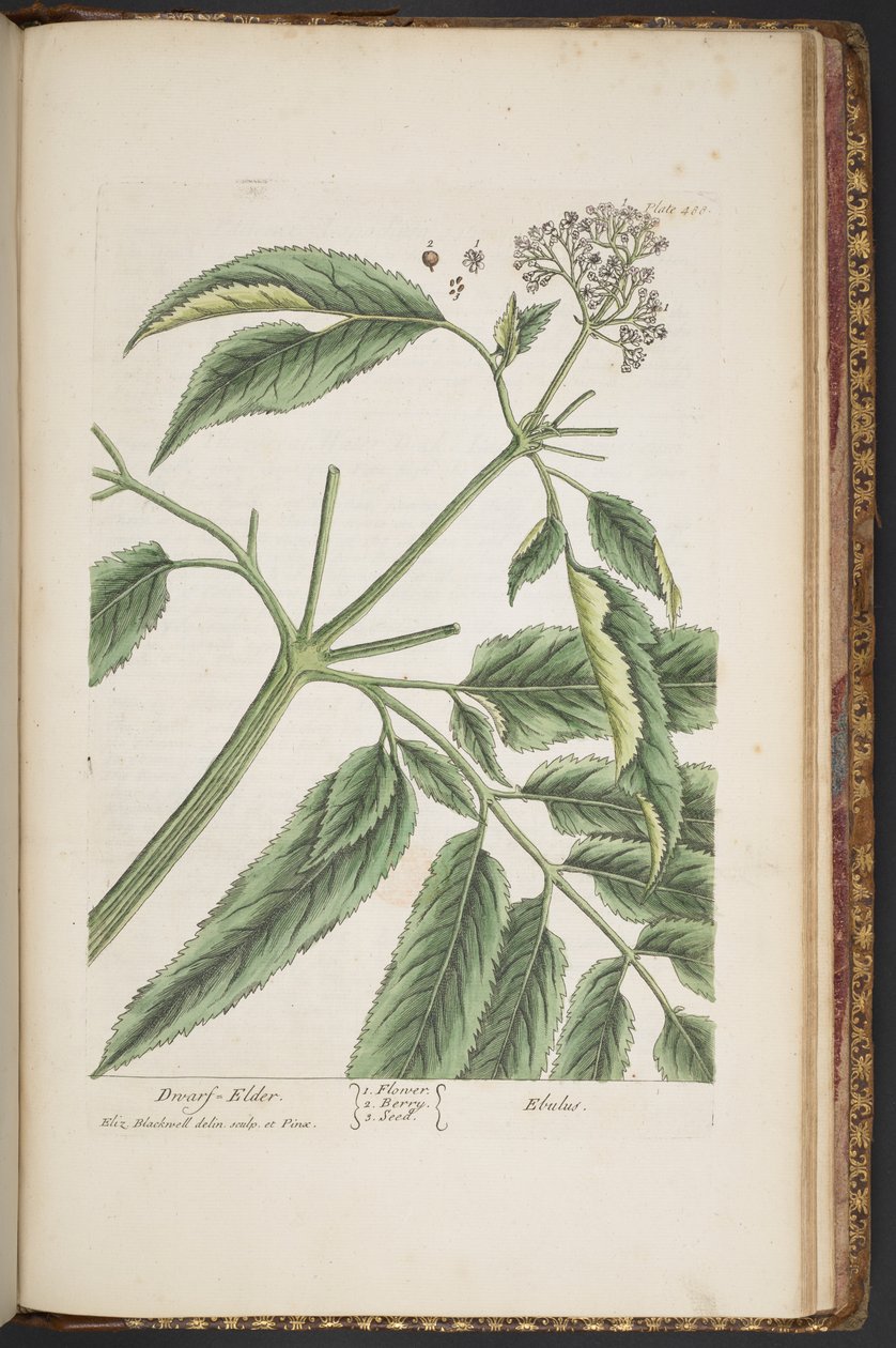 Plate 488, from 