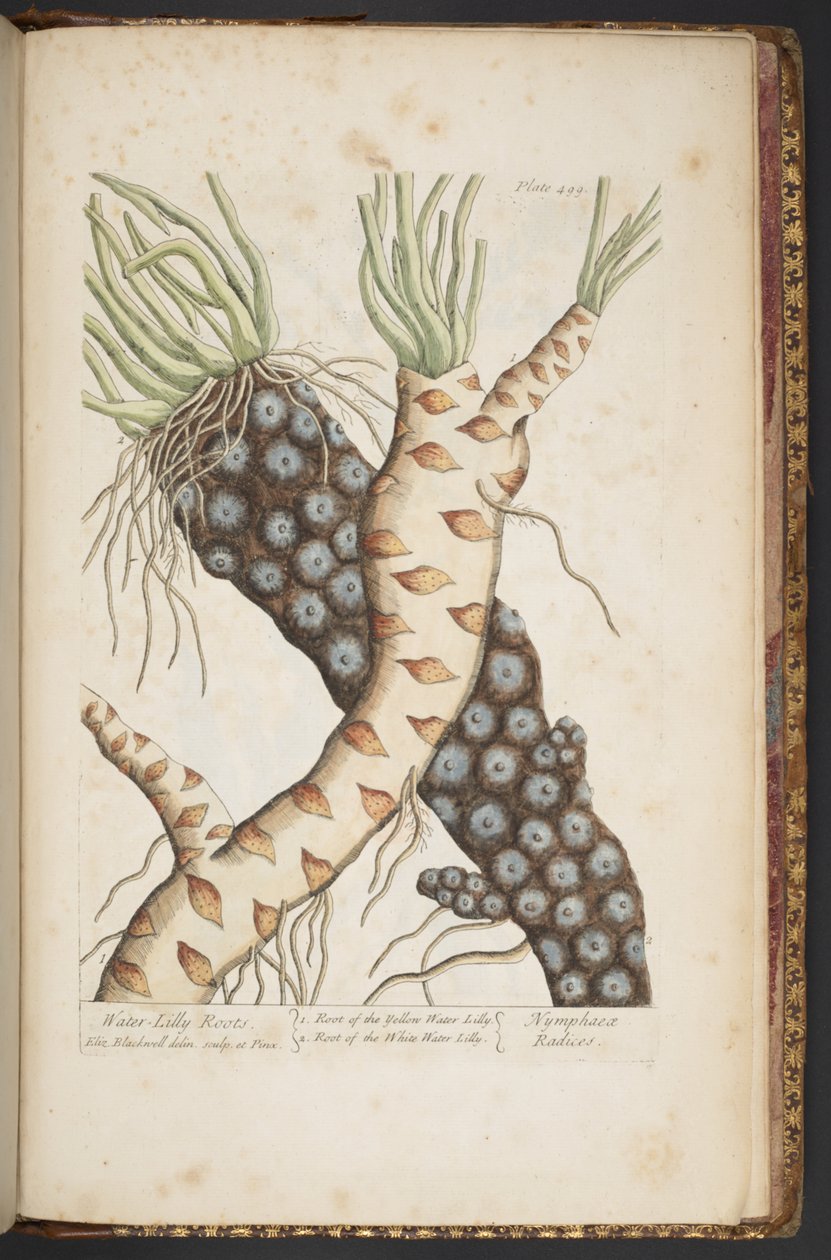 Plate 498, from 