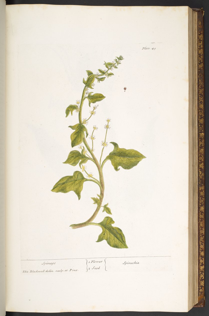 Plate 49, Spinage, from 