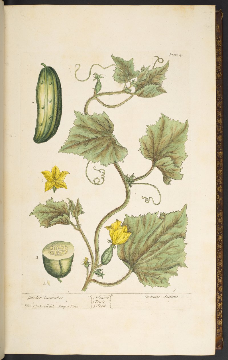 Plate 4, Garden Cucumber, from 