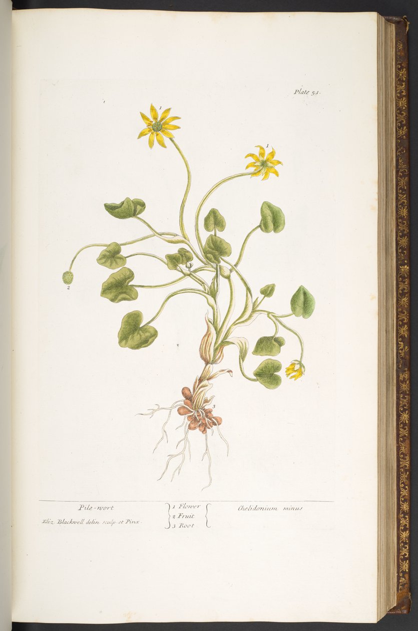 Plate 51, Pile-Wort, from 