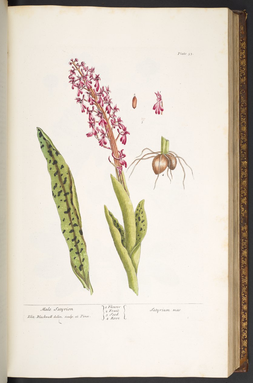 Plate 53, Male Satyrion, from 