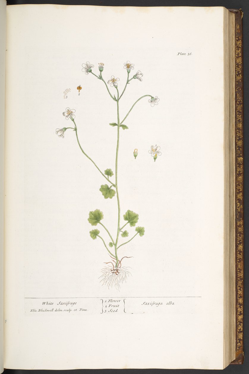 Plate 56, White Saxifrage, from 