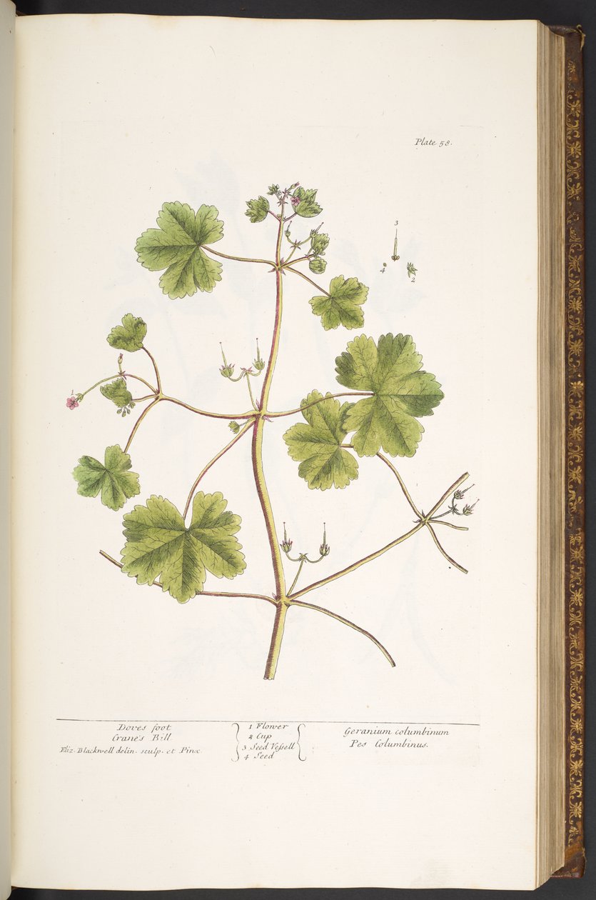 Plate 58, Dove