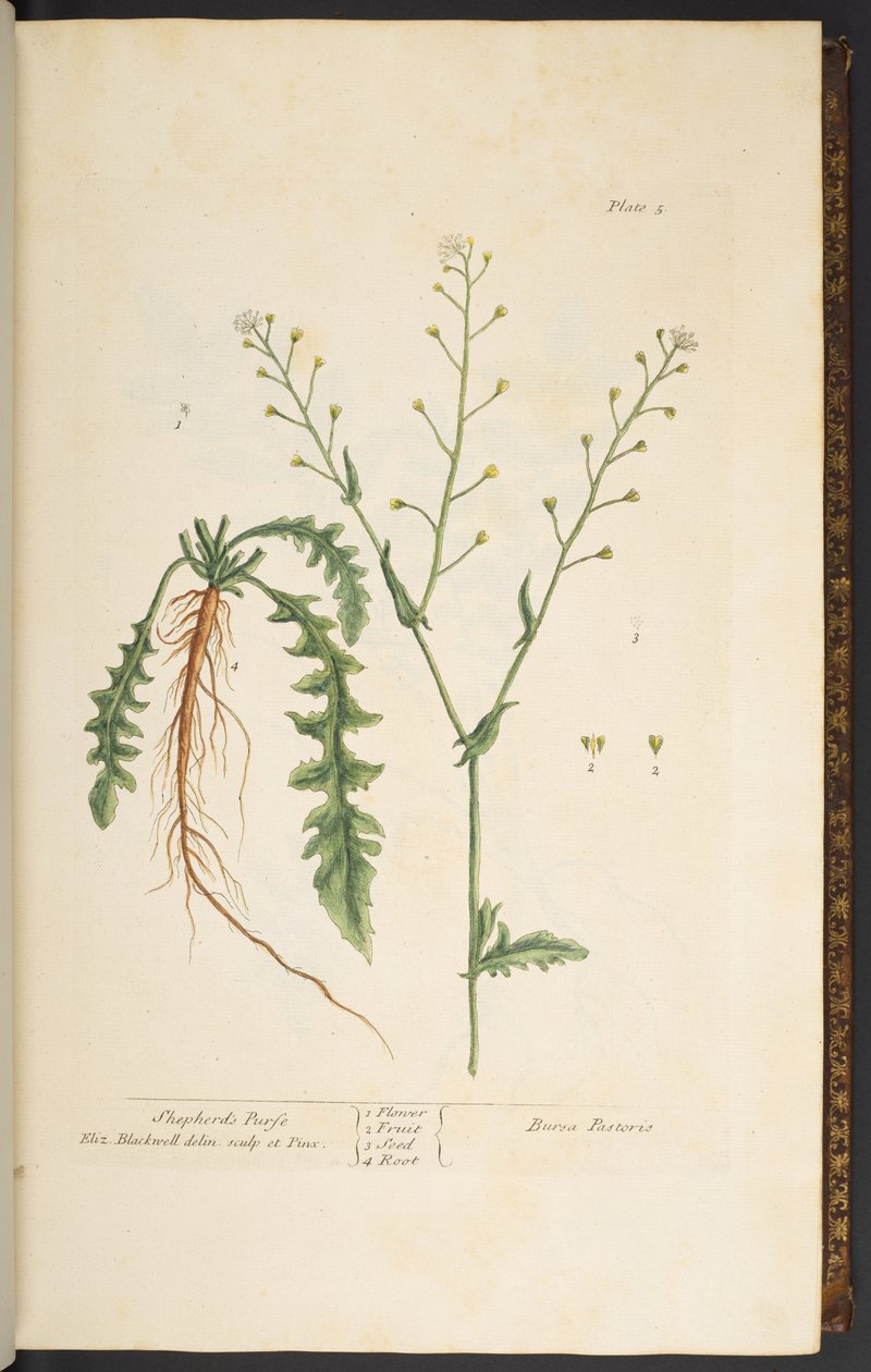 Plate 5, Shepherd